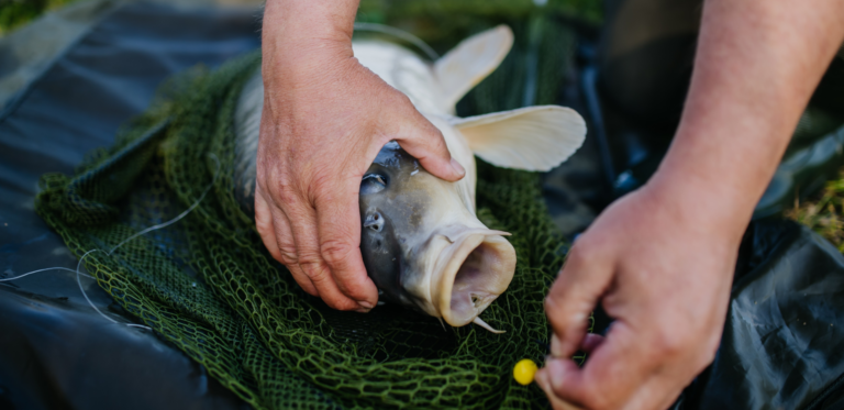 Live Bait Fishing