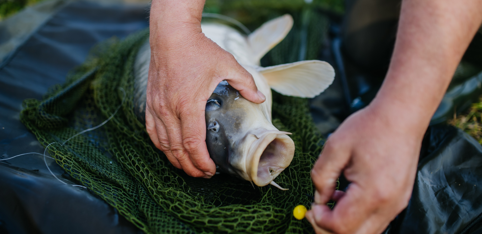 Live Bait Fishing
