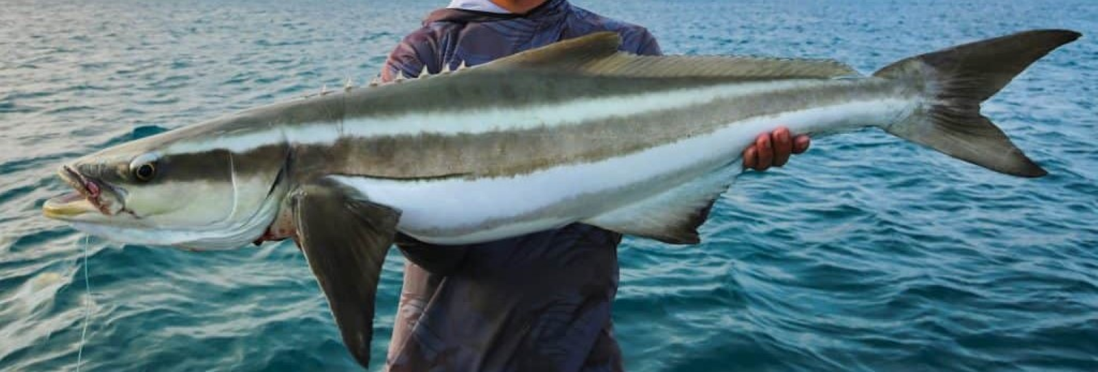 Cobia Fish