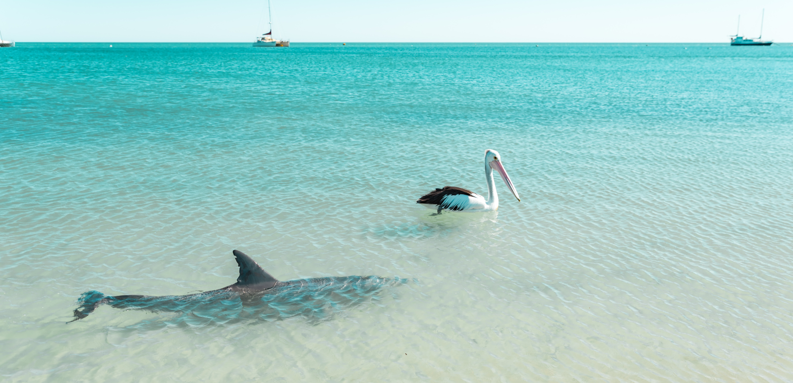 Sharks In Lake Macquarie