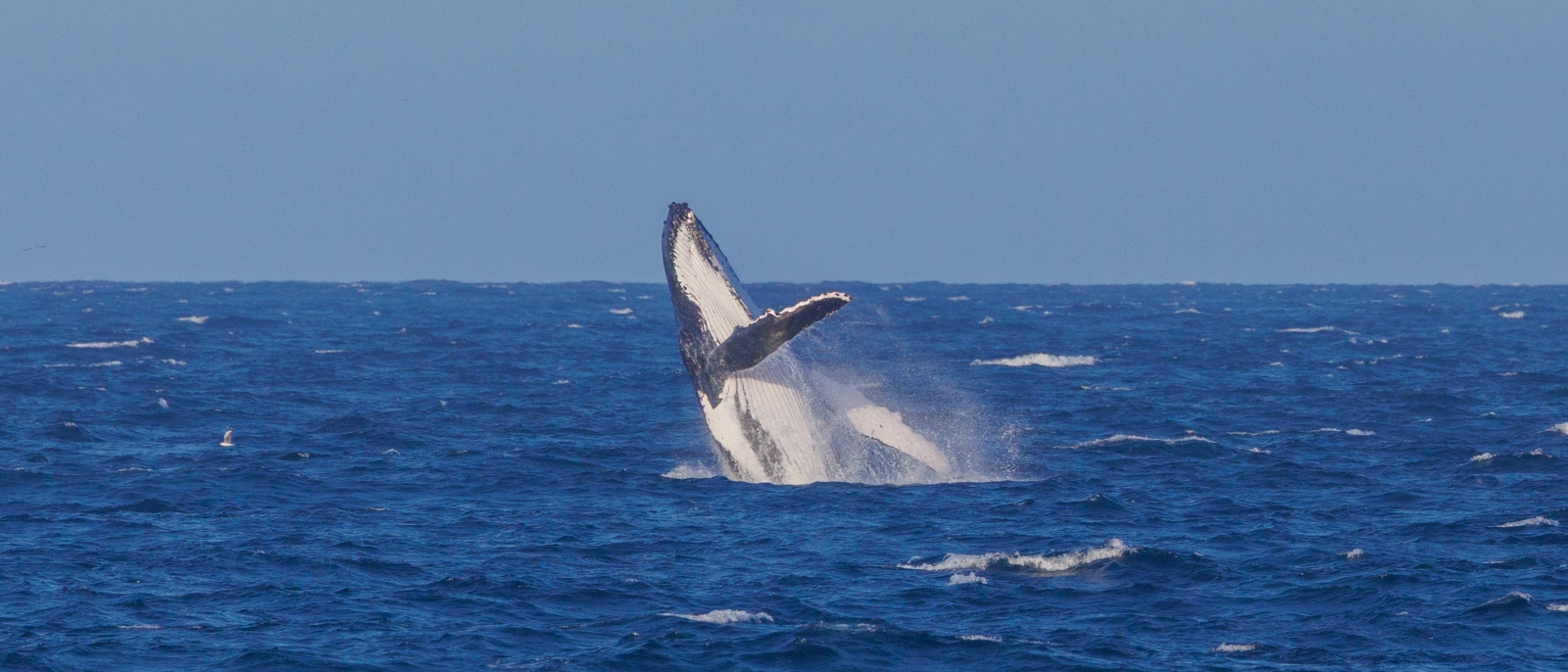 Dharawal Whale Dreaming