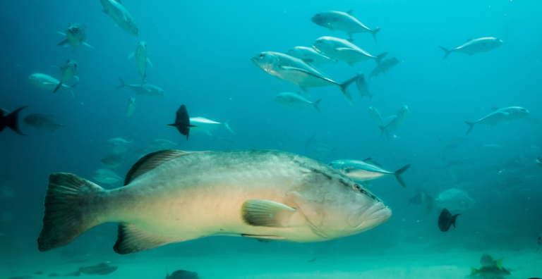 Deep Water Groper